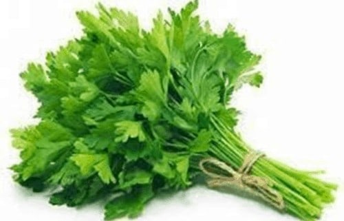 Coriander Leaves